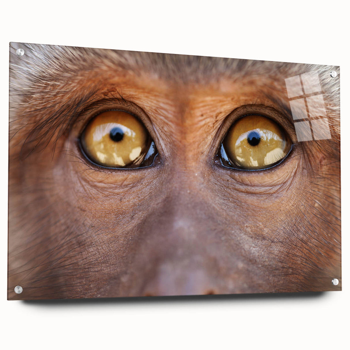 Acrylic print of a close-up bird design in muted earth tones, ideal for bedroom or dining room wall art.