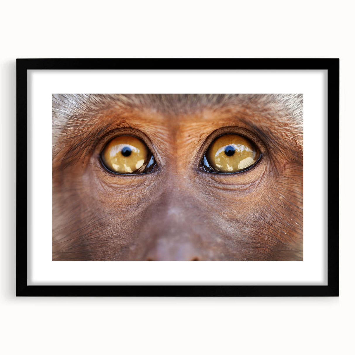 Extra large abstract art print of colorful birds, textured design on a black framed canvas, ideal for living room decor.