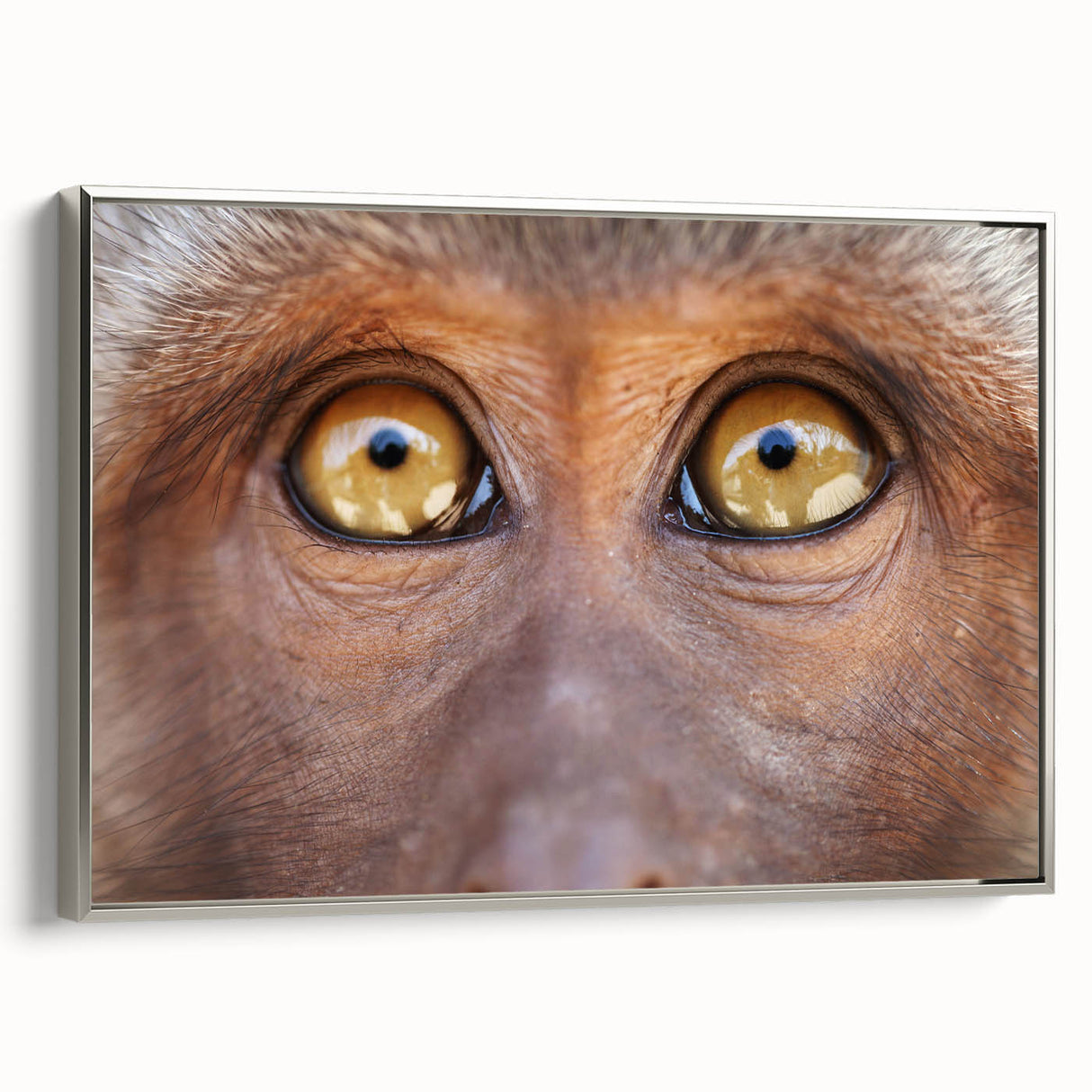 Framed canvas featuring a landscape art painting of colorful birds in a vintage poster style, ideal for living room decor.