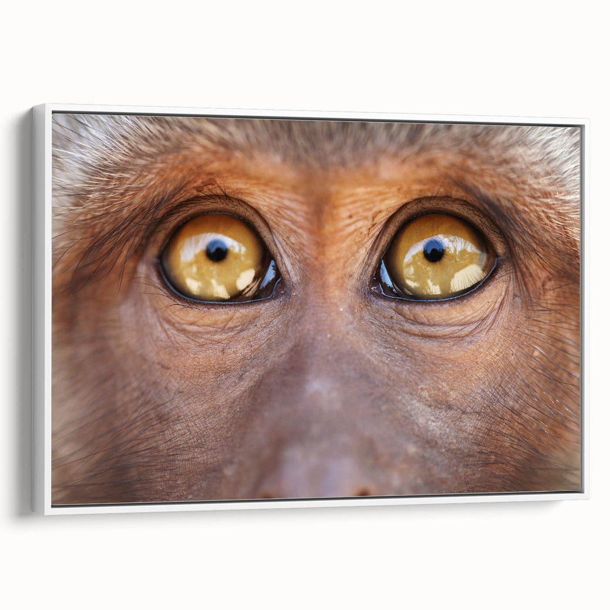 Framed canvas vintage poster art featuring a colorful bird design on a black background, ideal for living room decor.