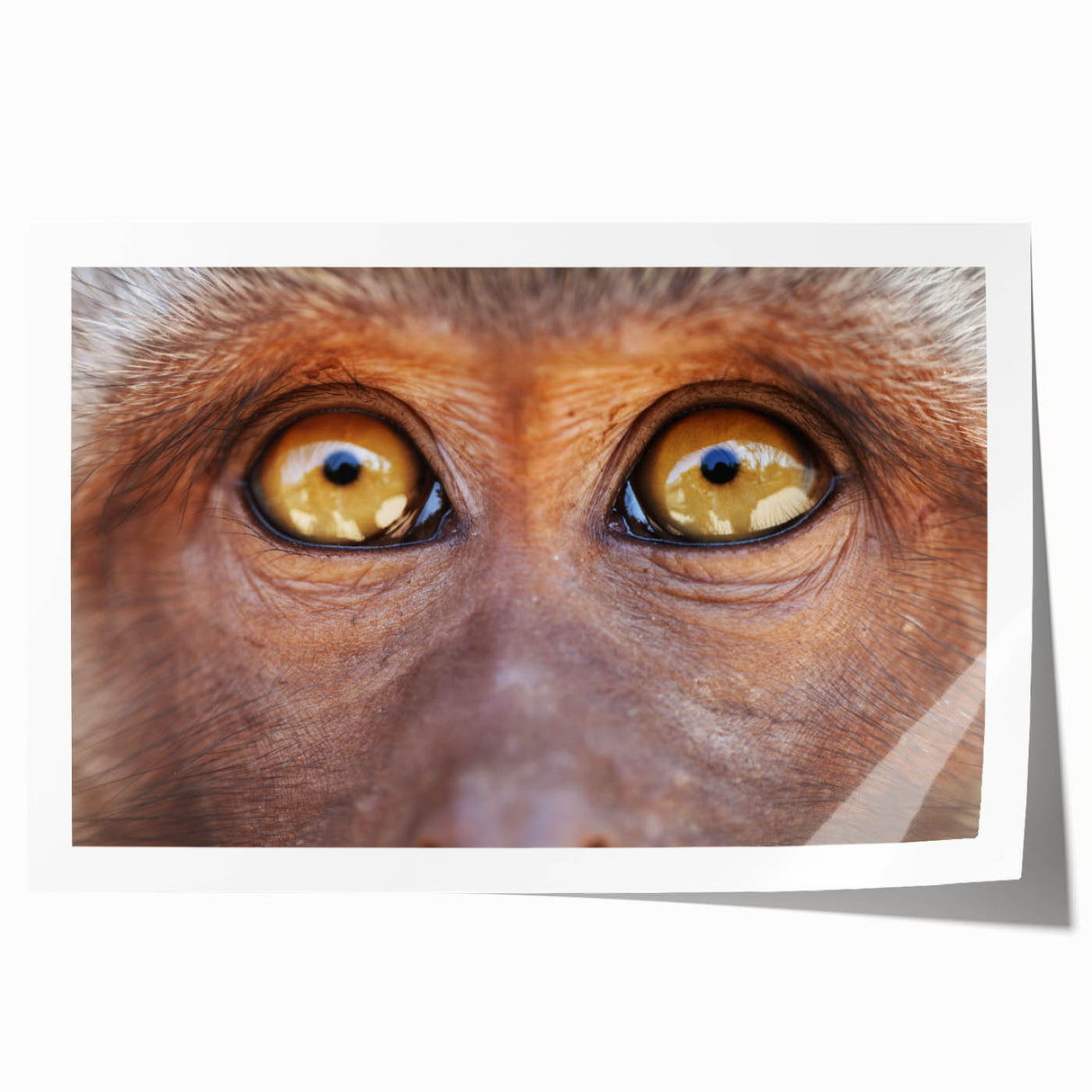 Close-up of a bird in muted earth tones on a rolled canvas, suitable as art wall for dining rooms.