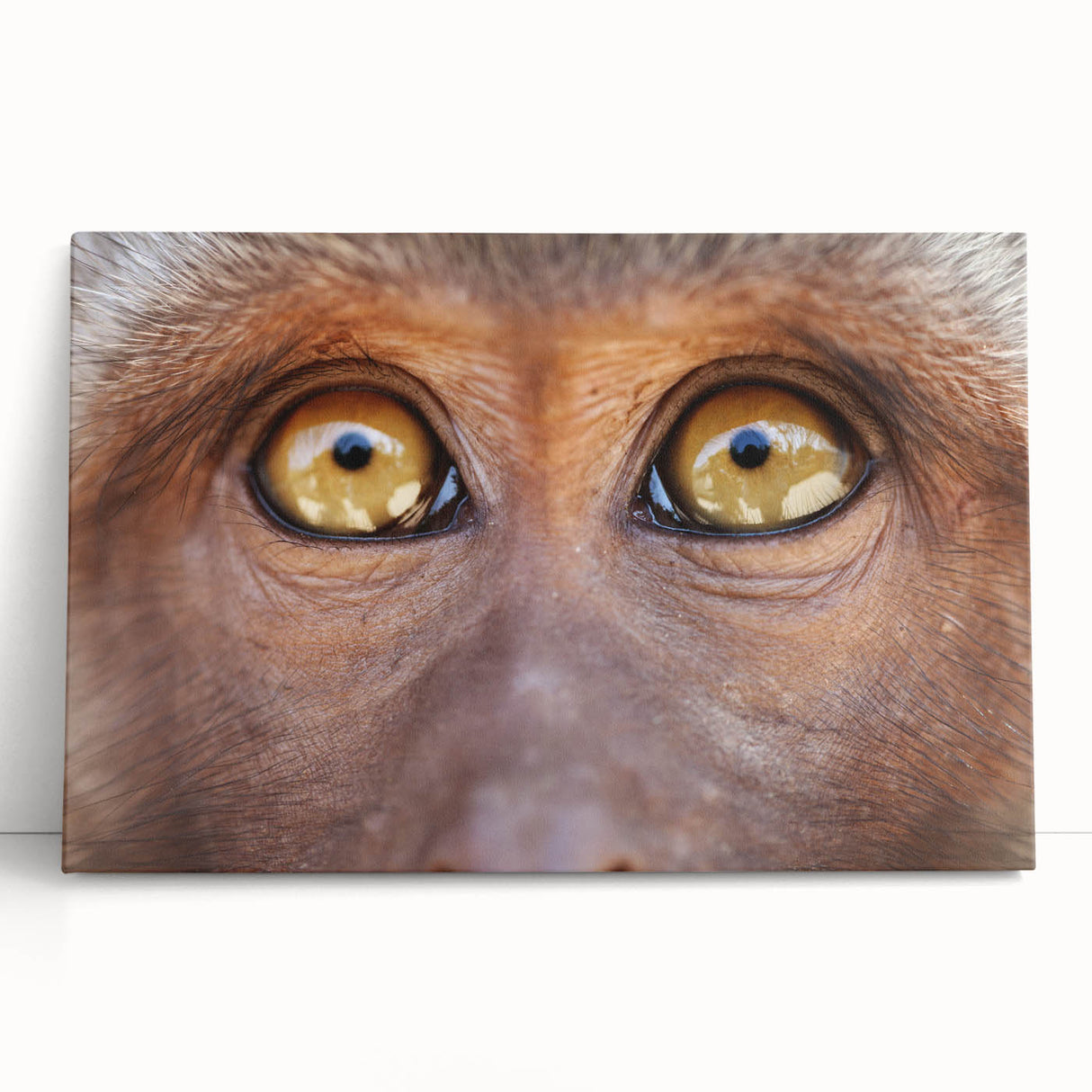 Black and white photo of a bird on stretched canvas, ideal for kitchen wall art or bedroom ambiance.