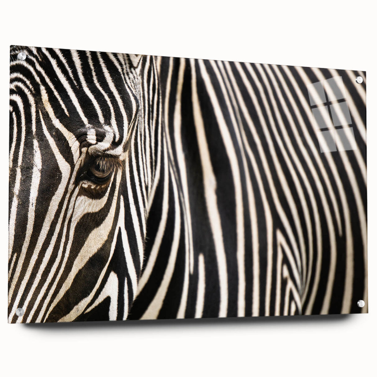 Close-up of a bird in flight on a large acrylic glass print, featuring soft gray and blue tones.