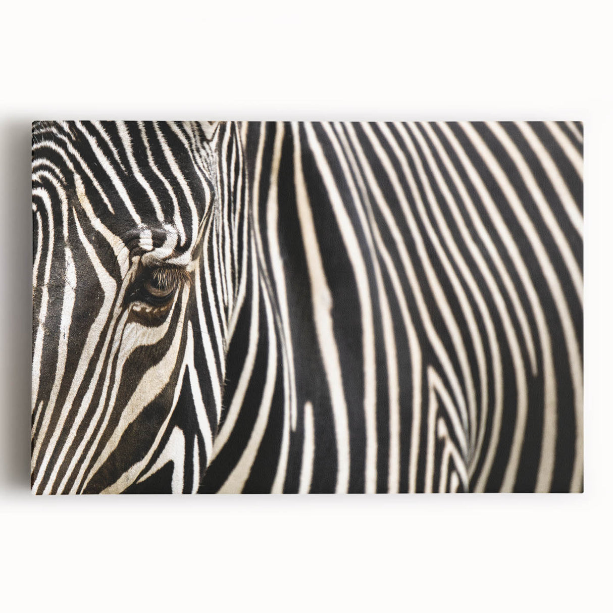 Black and white photograph of a bird in flight on stretched canvas, ideal for kitchen wall art.