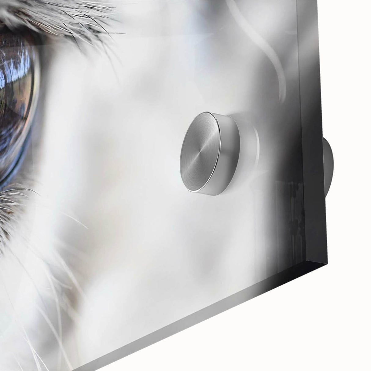 Close-up of a bird on acrylic glass, featuring large abstract wall art in mid-century modernist style.