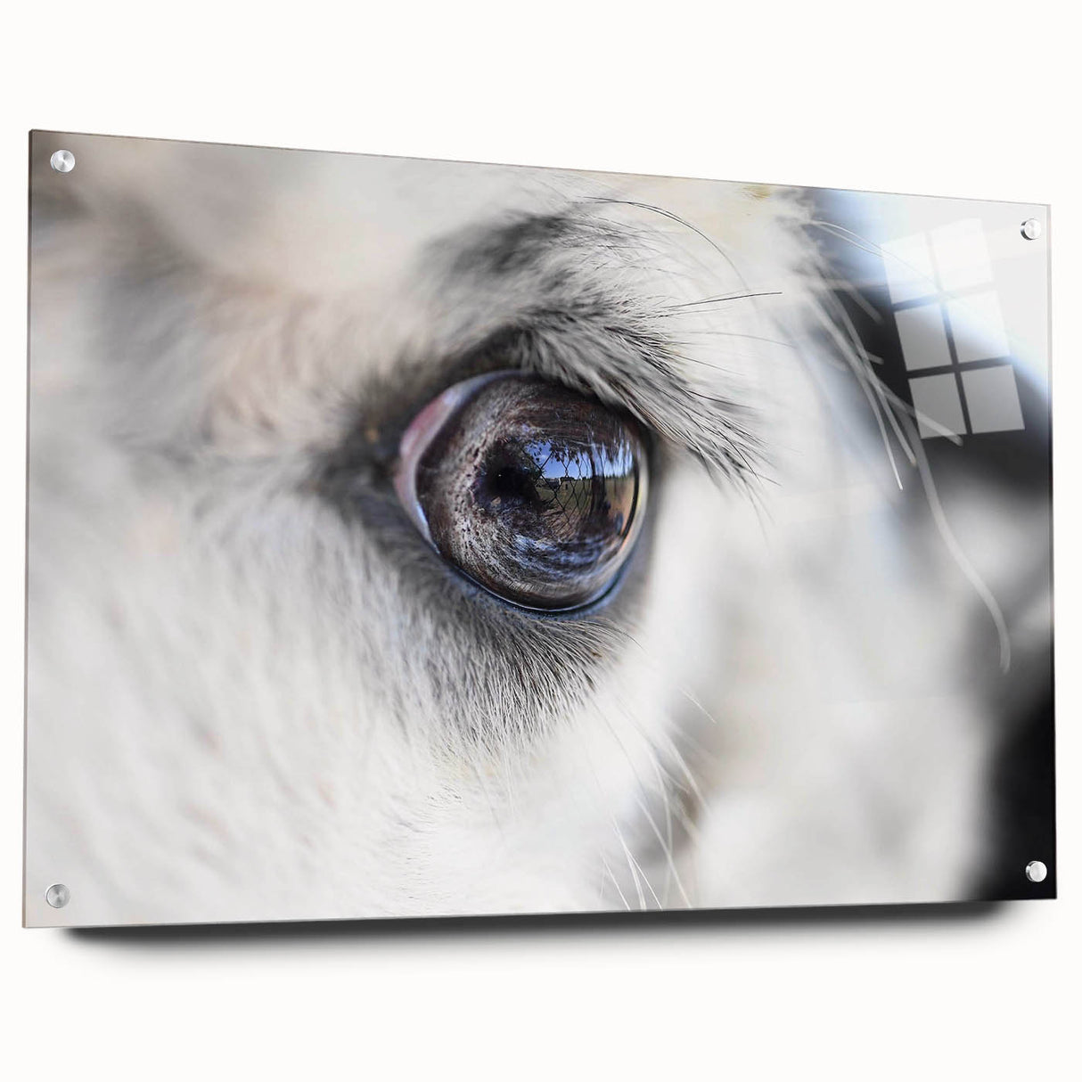 Acrylic print of a large abstract depiction of birds in flight, using a palette of blues and grays.