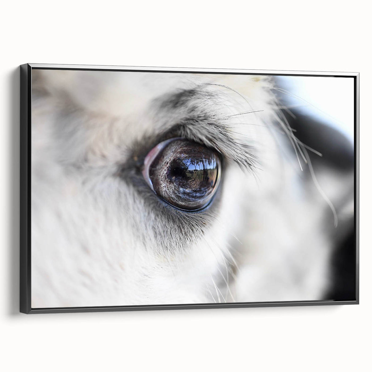 Black and white framed canvas featuring a close-up of a bird, ideal for bedroom wall art.