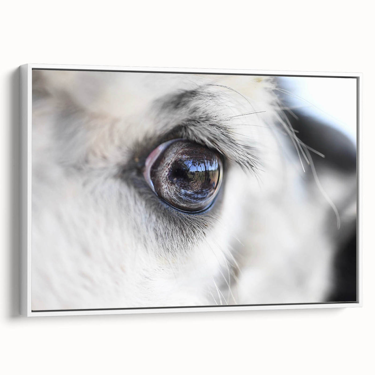 Vintage poster art of colorful birds on a black background, framed canvas, ideal for living room decor.