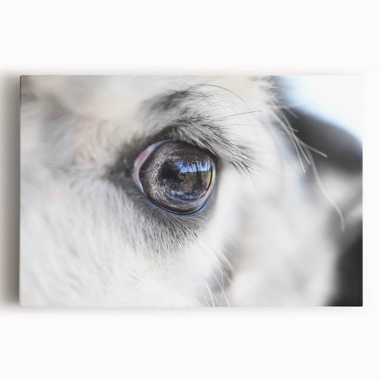 Close-up black and white photo of a bird on stretched canvas, ideal for kitchen art.