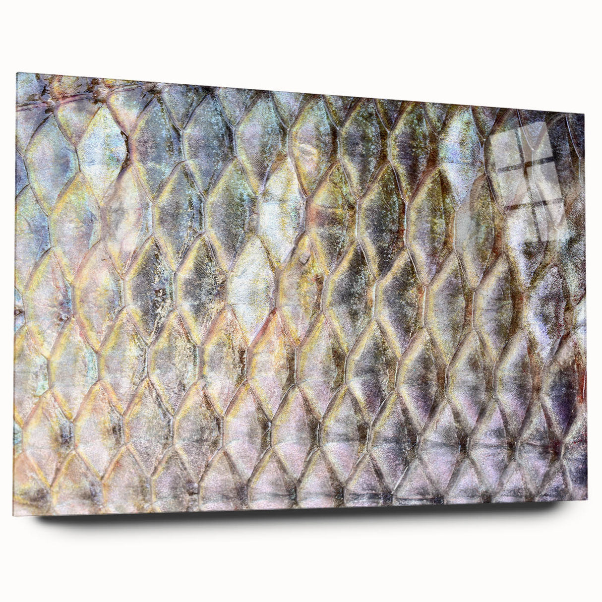 Large abstract wall art featuring a vibrant close-up of a bird, printed on acrylic glass.