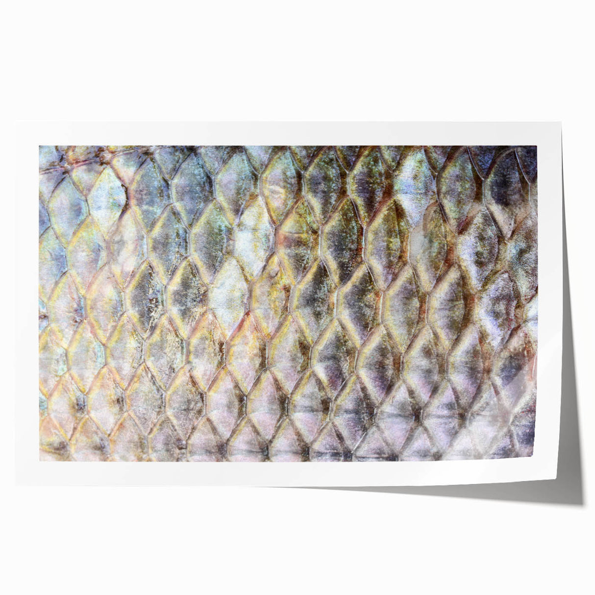 Rolled print of a close-up bird design in muted earth tones, ideal for art wall dining room or classy bathroom wall art.