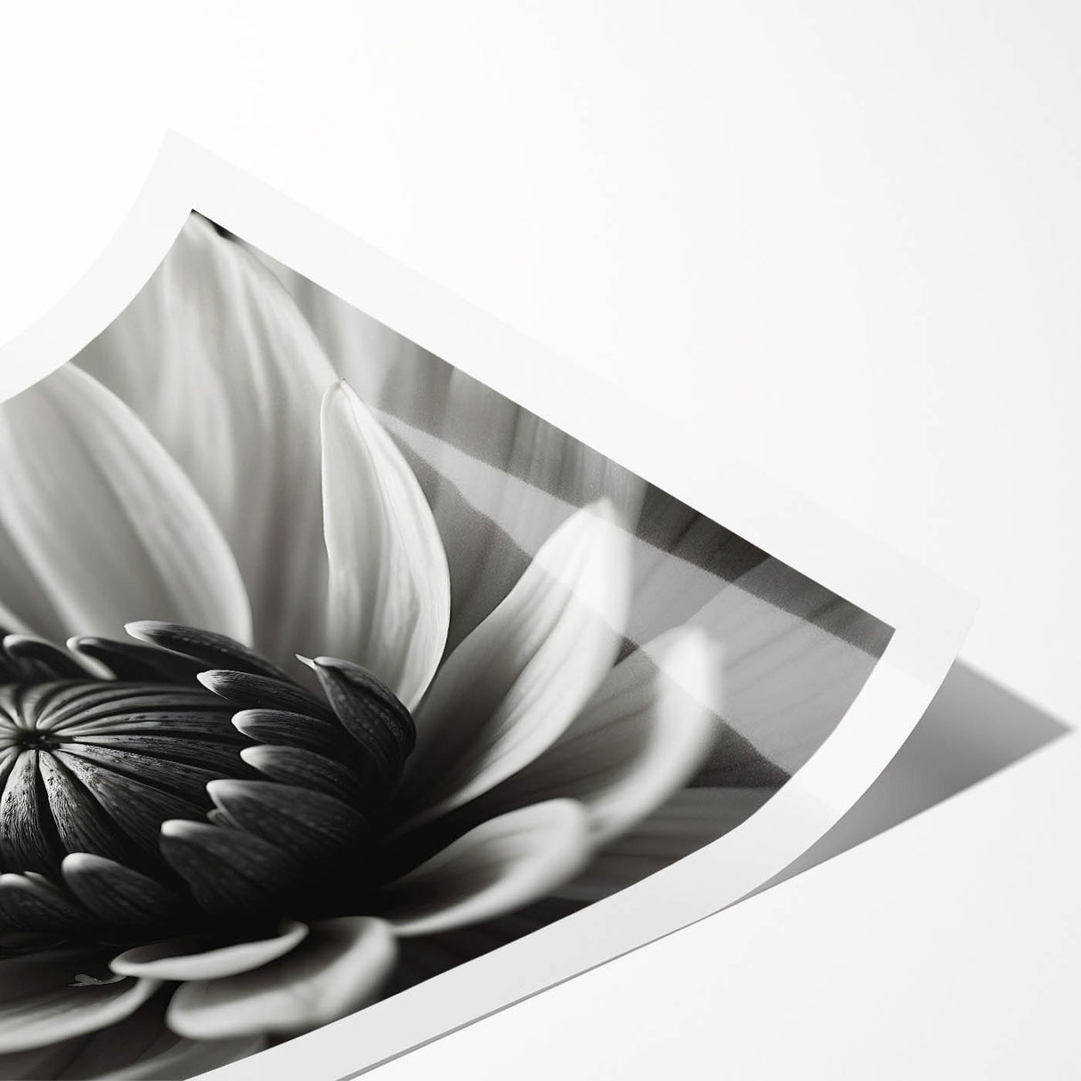 Extra large wall art featuring line art flowers in black on white, ideal for large living room wall decor.