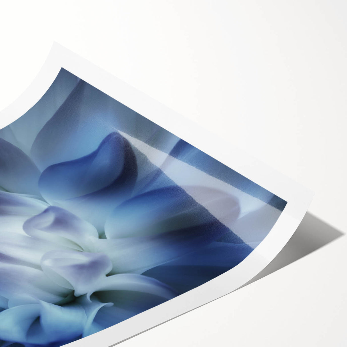 Extra large wall art depicting line art flowers in black on white, rolled canvas, suitable for large living room wall decor.