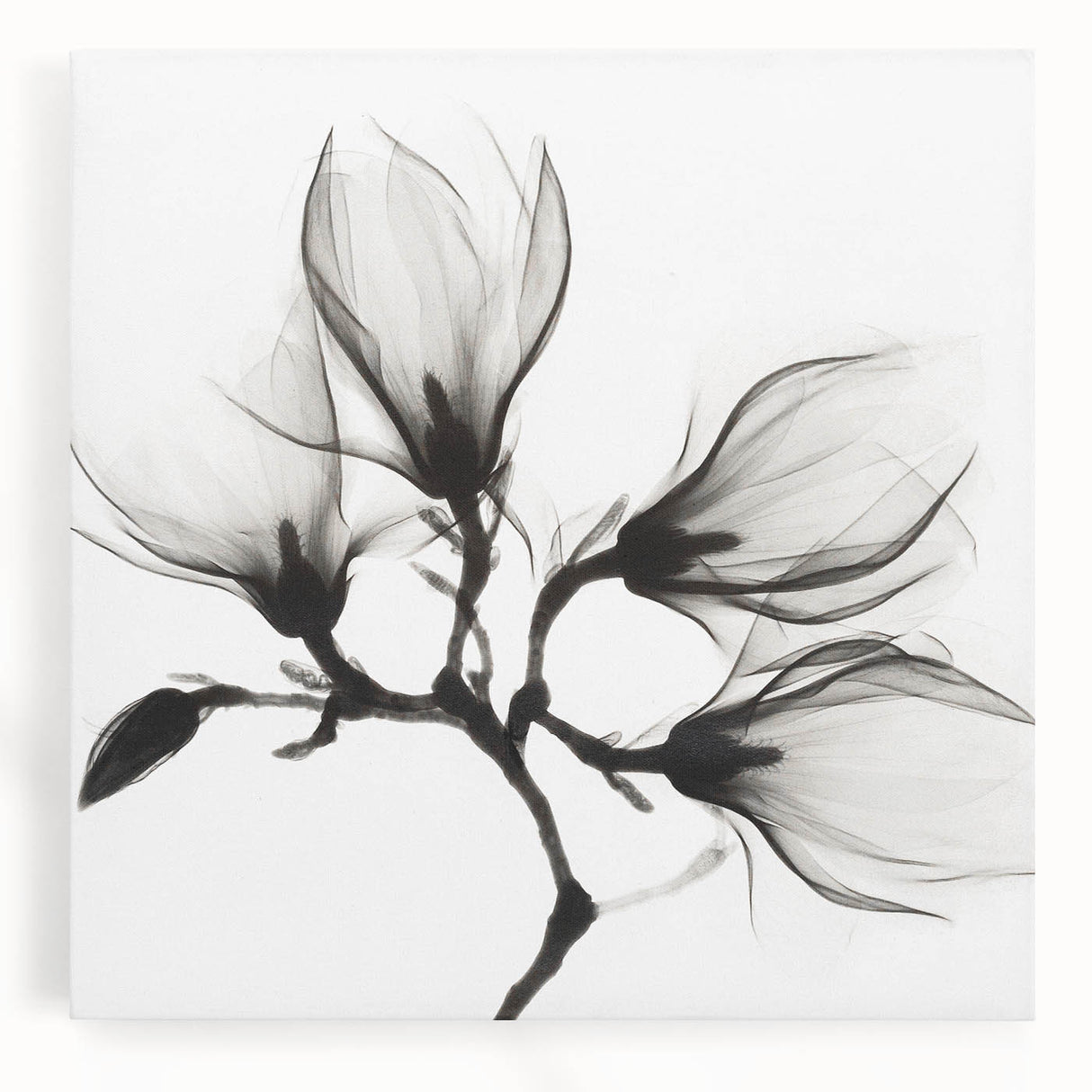 Black and white close-up floral photograph on stretched canvas, ideal for kitchen wall art.