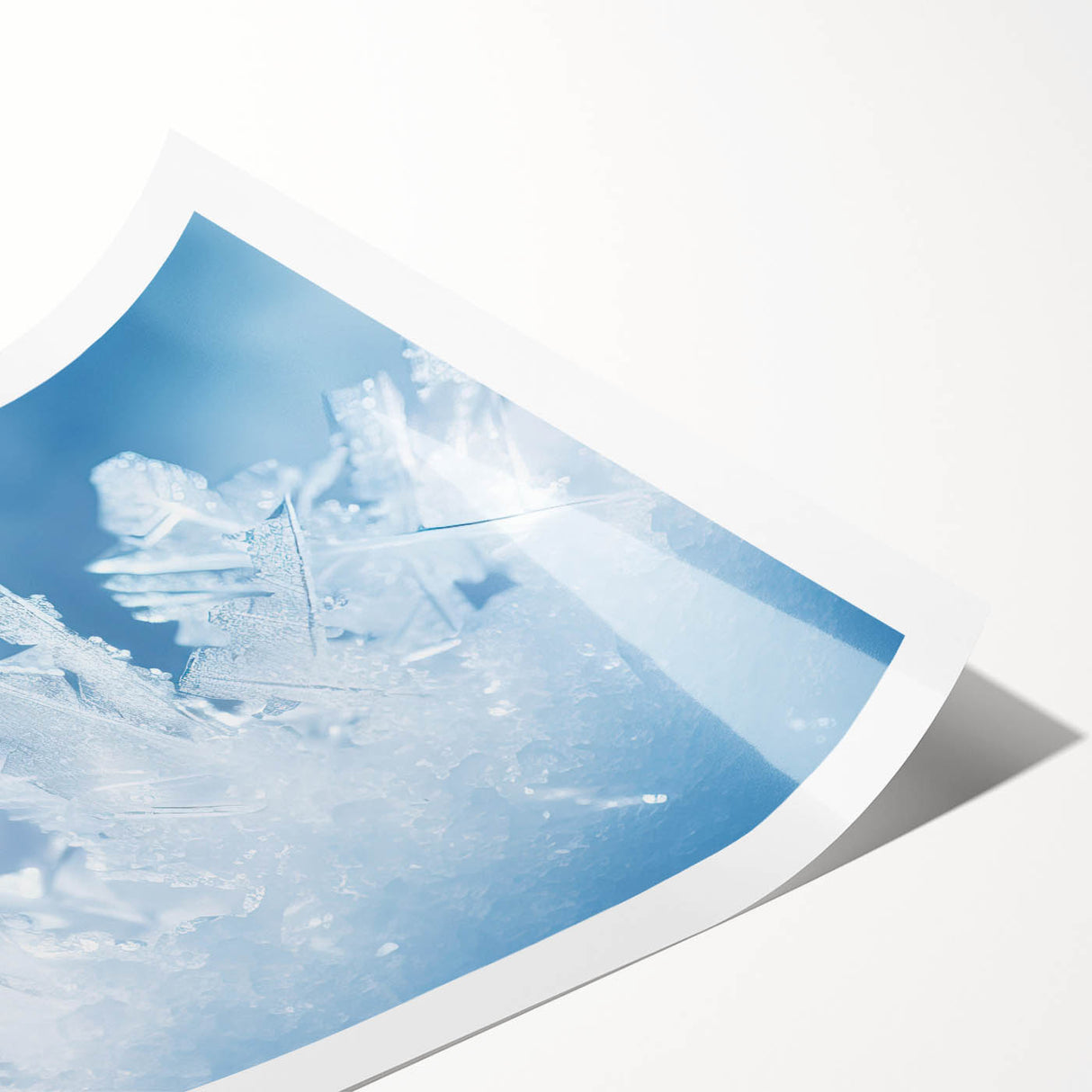 Extra large rolled print featuring a close-up of frost patterns on flowers in muted white and blue tones.