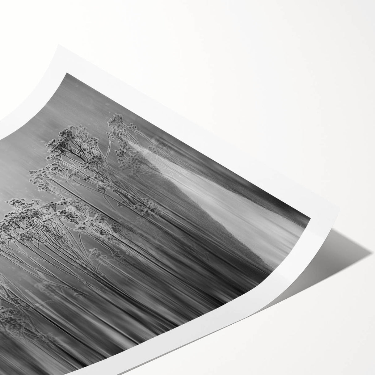 Extra large wall art featuring close-up line art flowers in frost design on a rolled print.