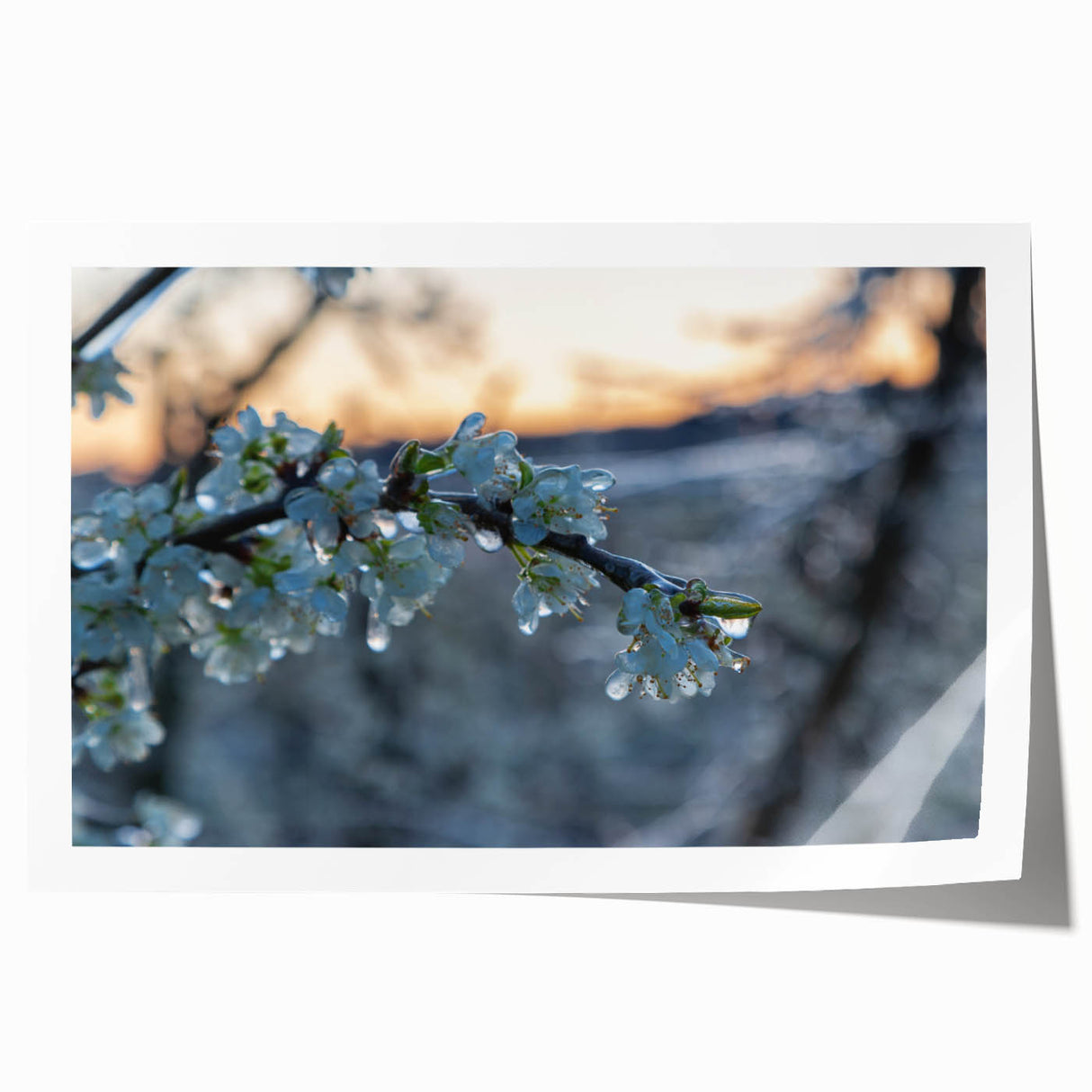Close-up of frost patterns on ice in muted blue and white tones, rolled print, suitable as art wall dining room.