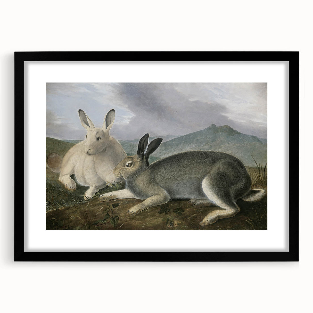 Vintage Animal Art - White & Brown Hares Antique Wildlife Print
