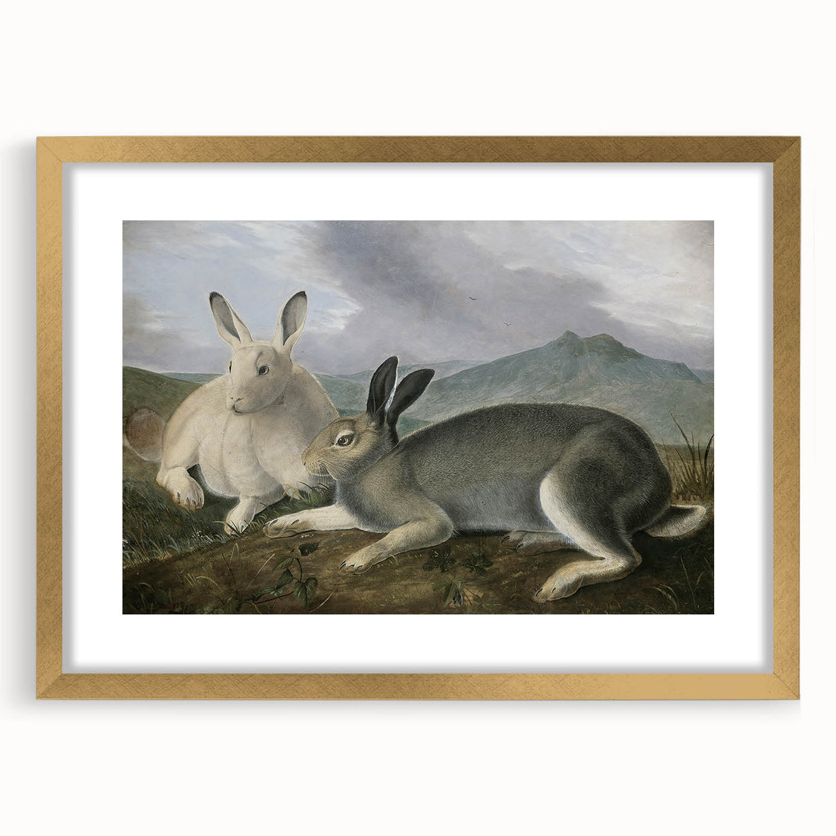 Vintage Animal Art - White & Brown Hares Antique Wildlife Print