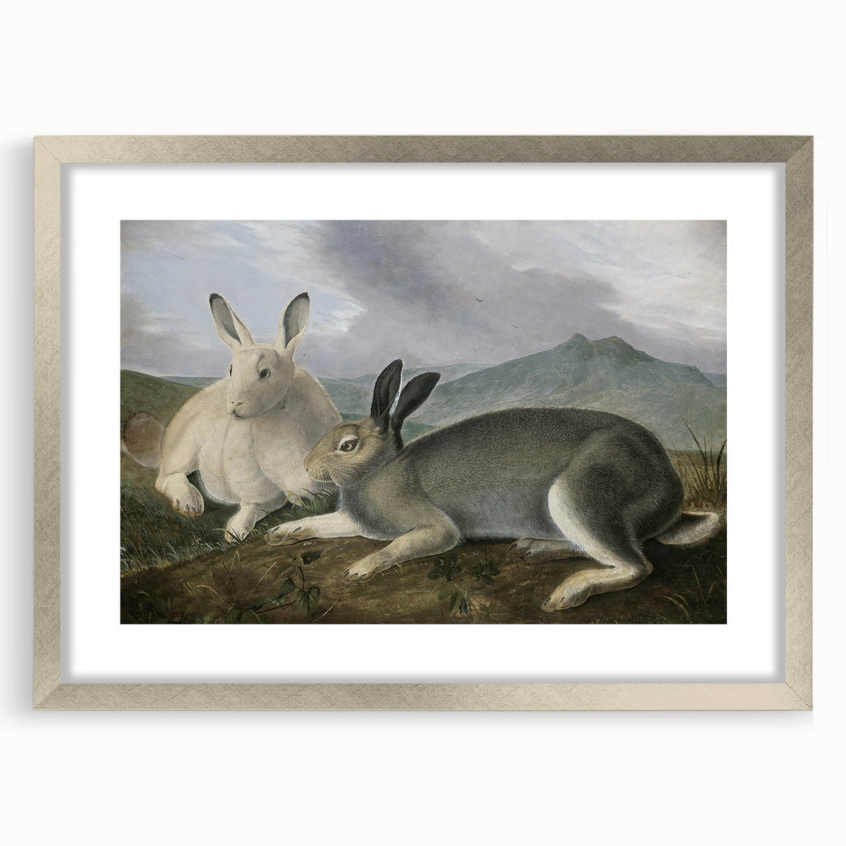 Vintage Animal Art - White & Brown Hares Antique Wildlife Print