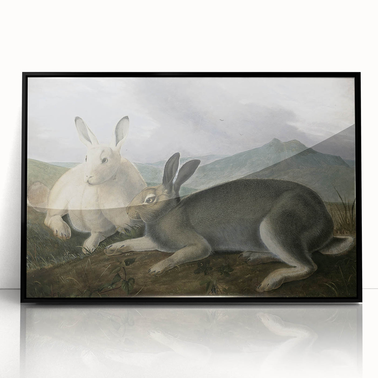 Vintage Animal Art - White & Brown Hares Antique Wildlife Print