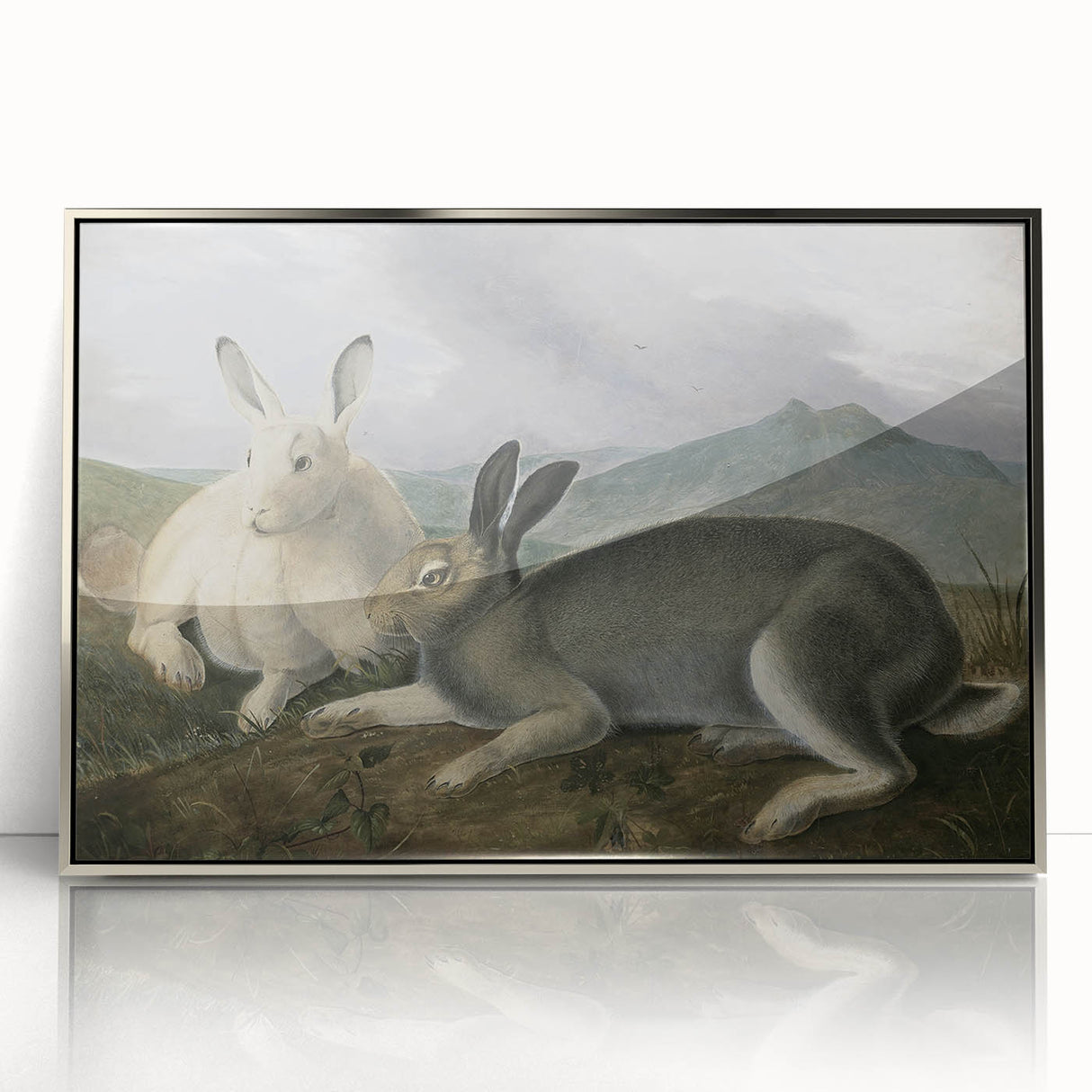 Vintage Animal Art - White & Brown Hares Antique Wildlife Print
