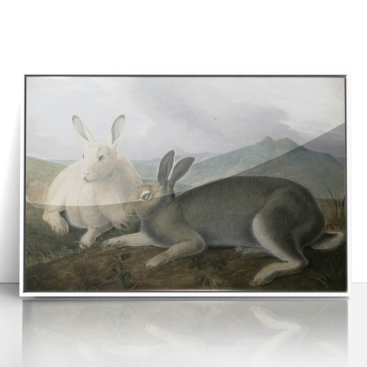 Vintage Animal Art - White & Brown Hares Antique Wildlife Print