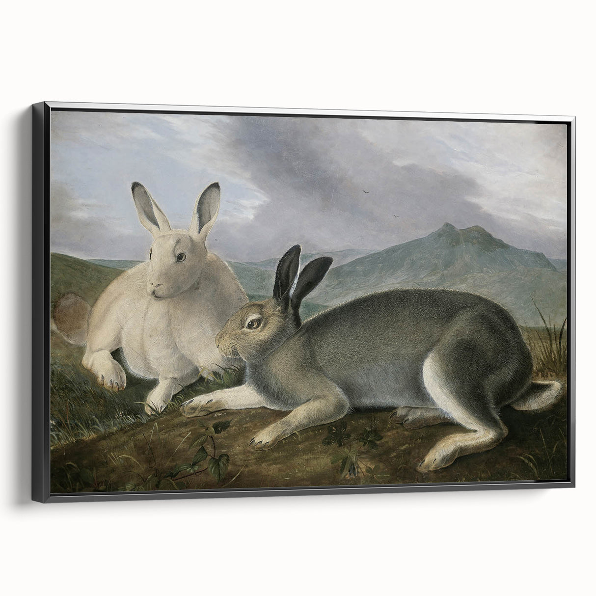 Vintage Animal Art - White & Brown Hares Antique Wildlife Print