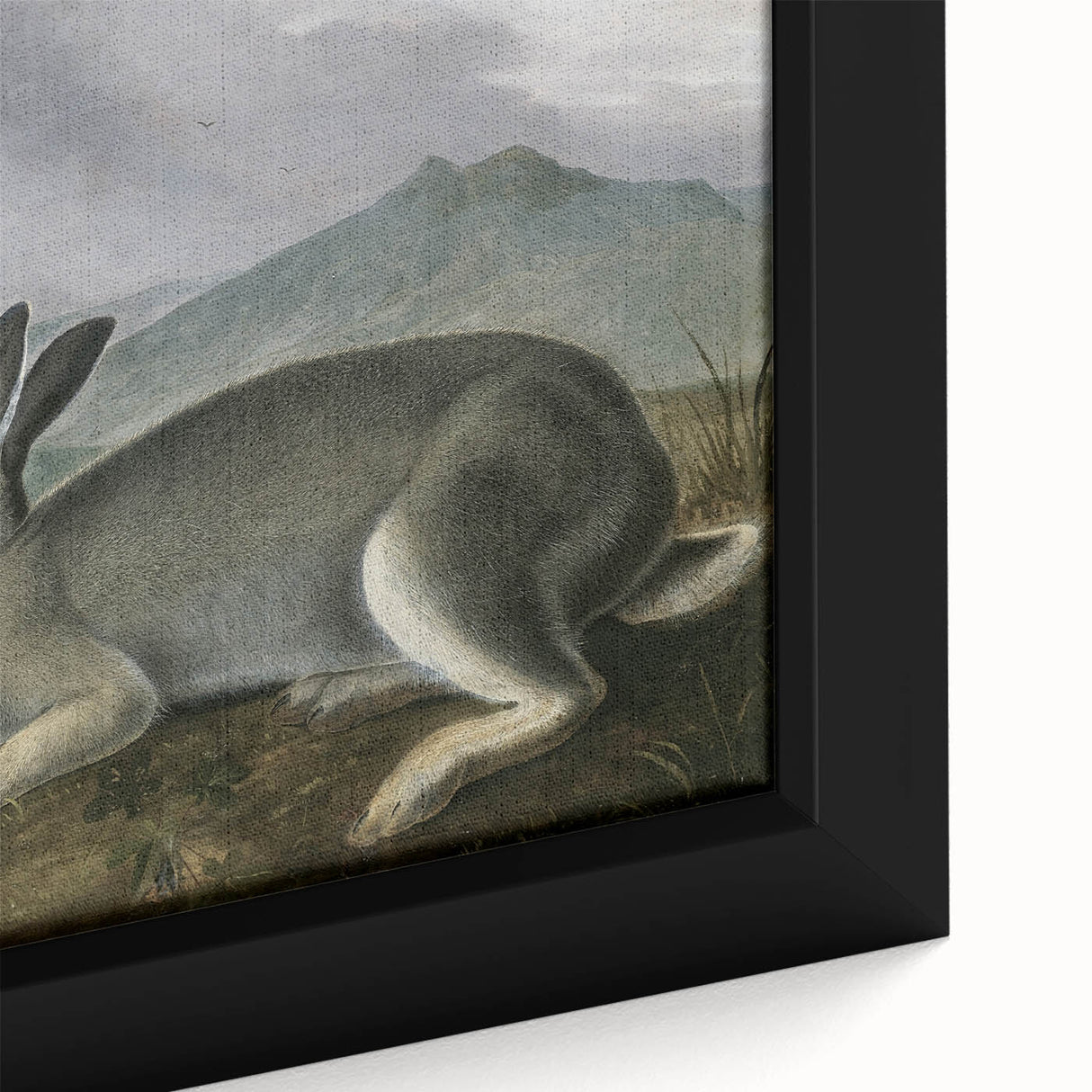 Vintage Animal Art - White & Brown Hares Antique Wildlife Print