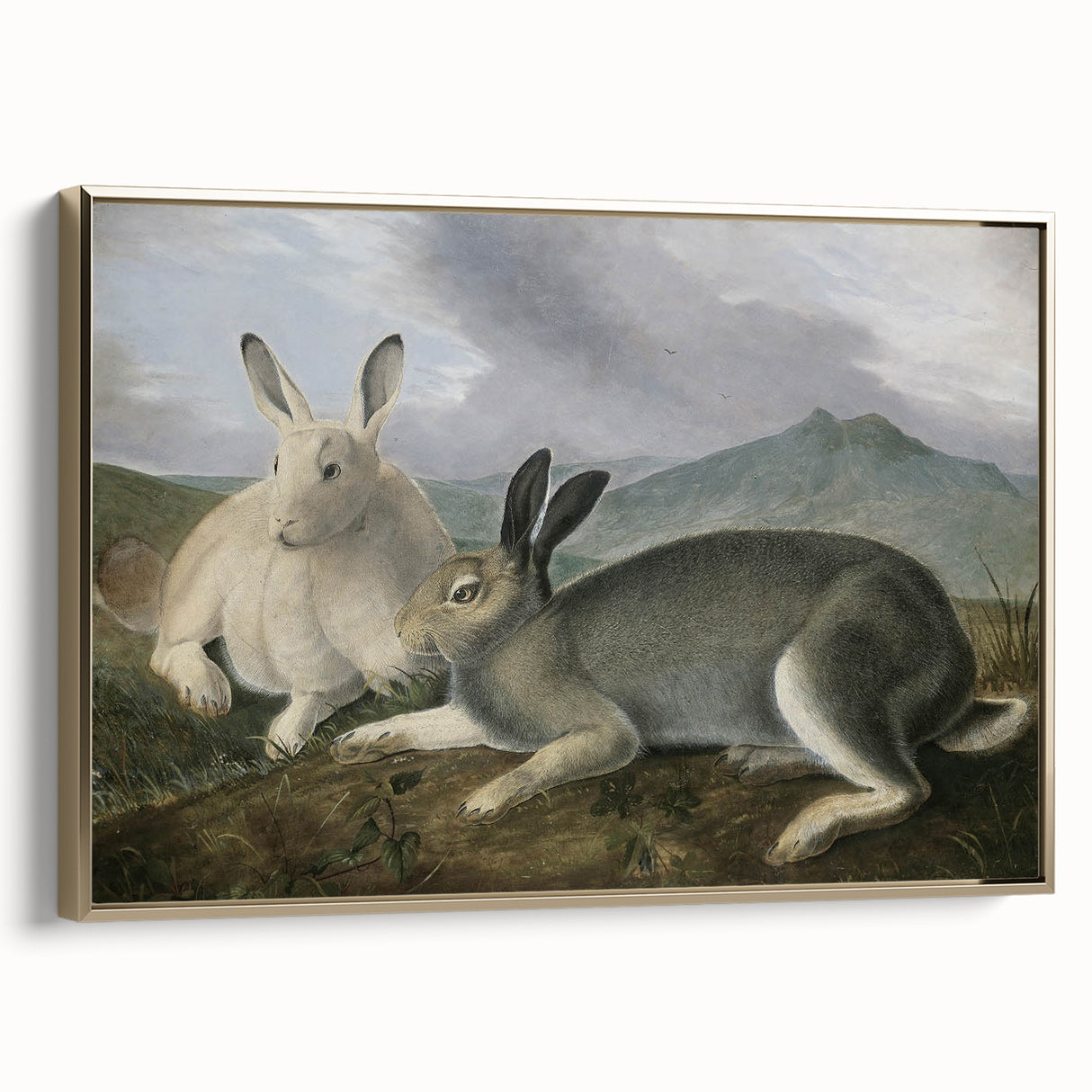 Vintage Animal Art - White & Brown Hares Antique Wildlife Print