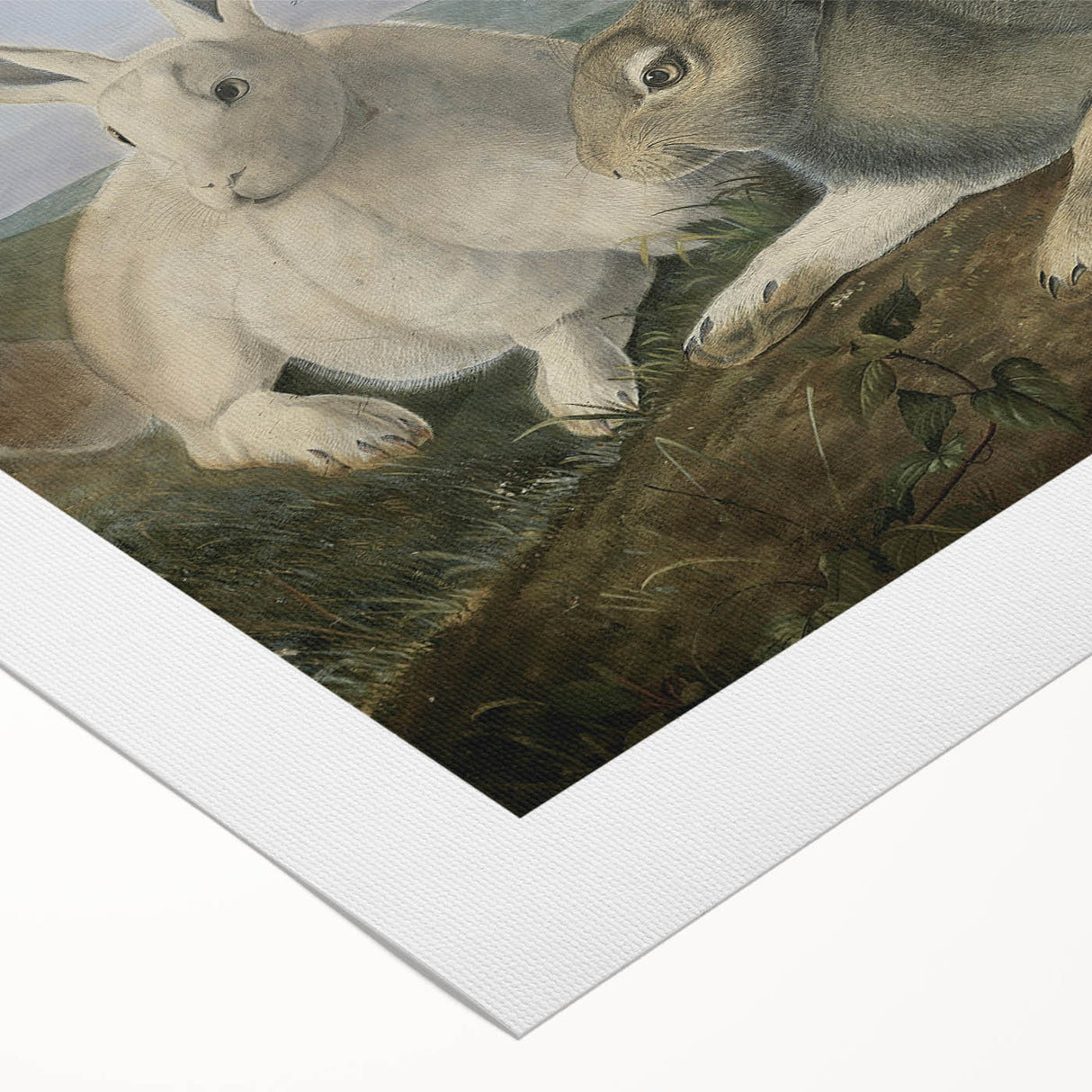 Vintage Animal Art - White & Brown Hares Antique Wildlife Print