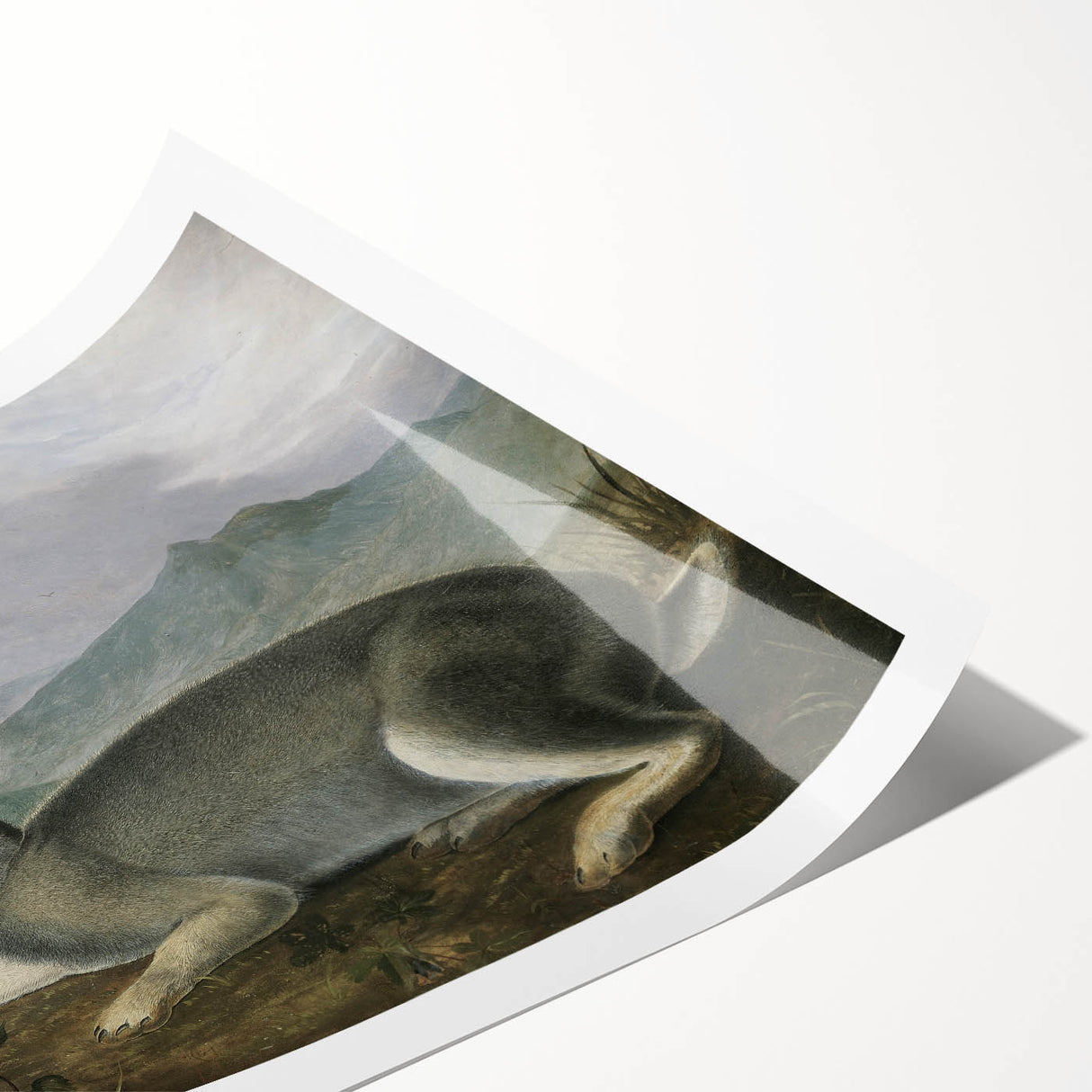 Vintage Animal Art - White & Brown Hares Antique Wildlife Print