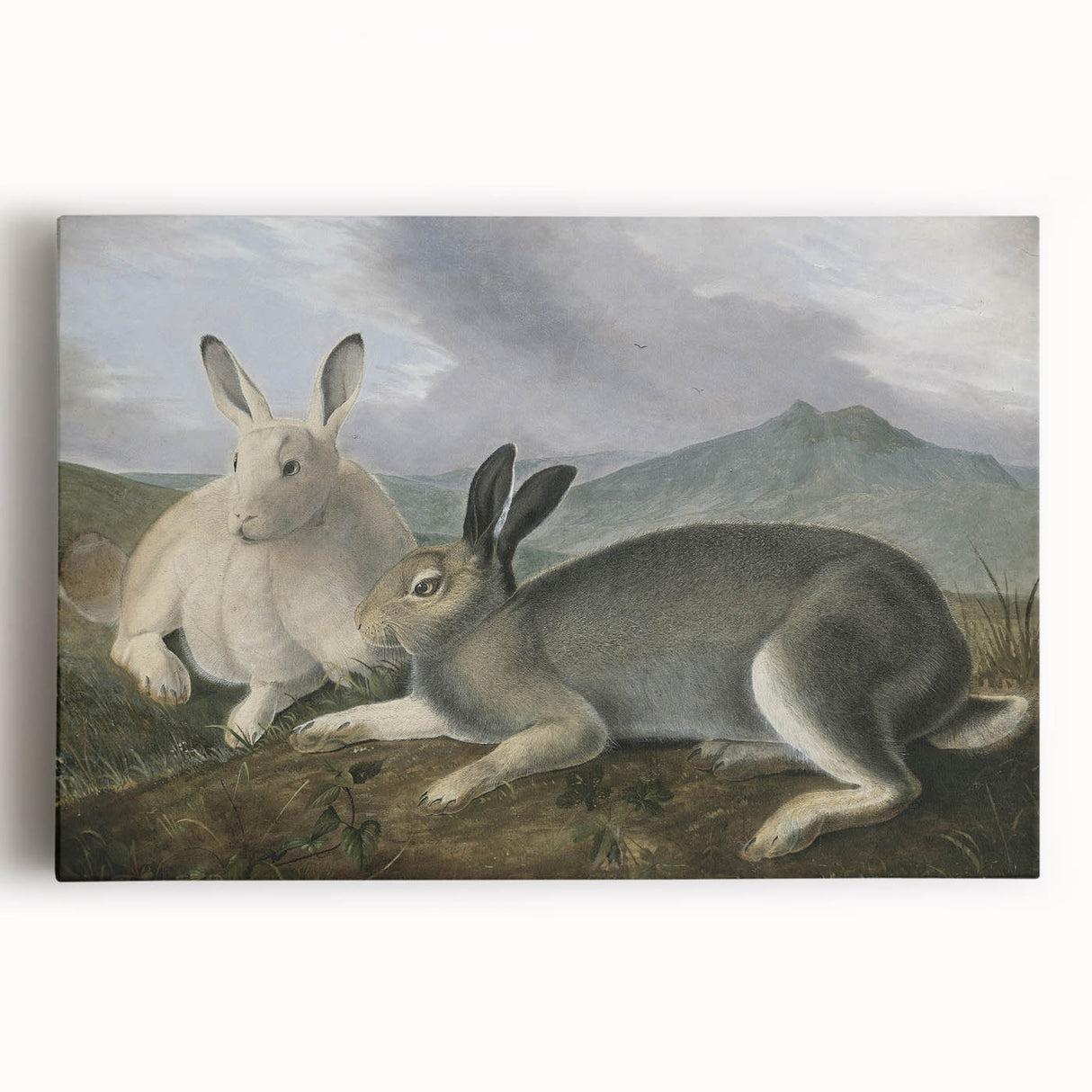 Vintage Animal Art - White & Brown Hares Antique Wildlife Print