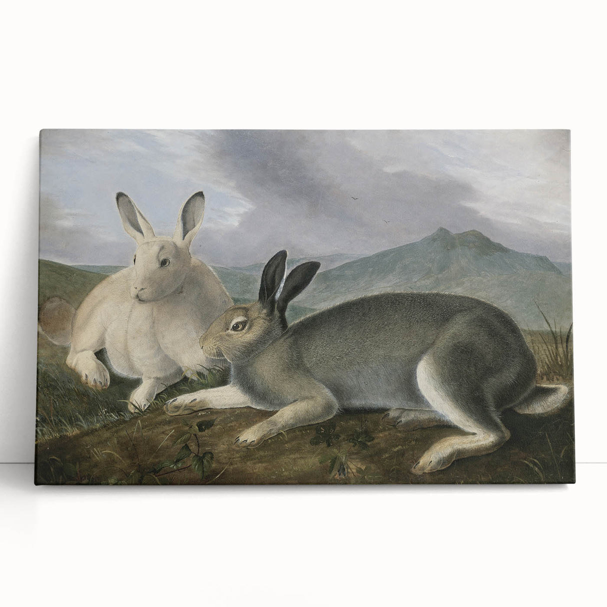 Vintage Animal Art - White & Brown Hares Antique Wildlife Print