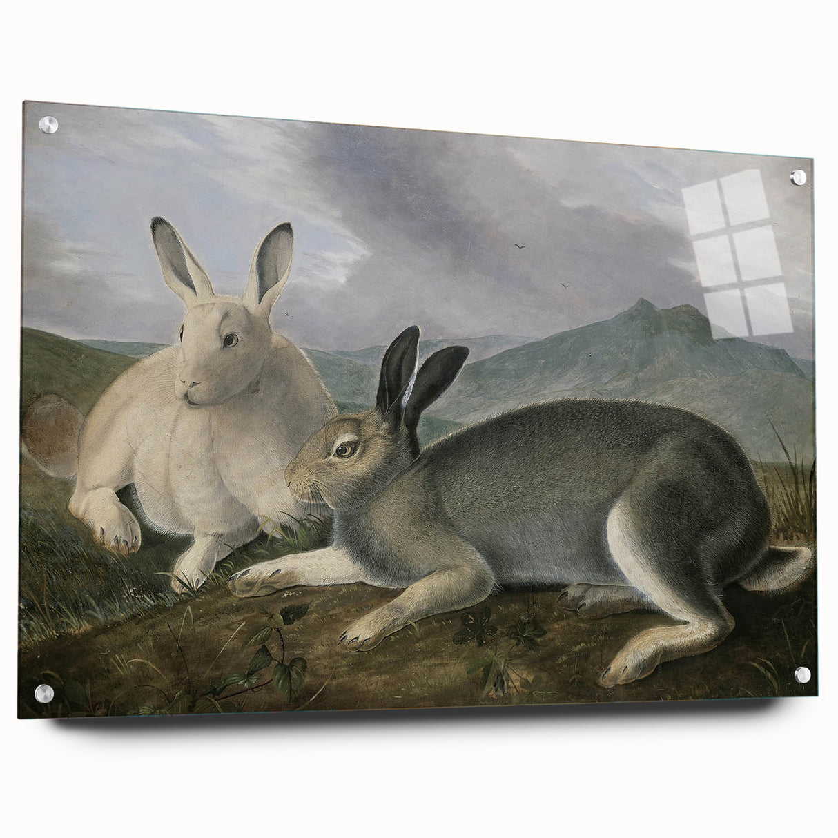 Vintage Animal Art - White & Brown Hares Antique Wildlife Print