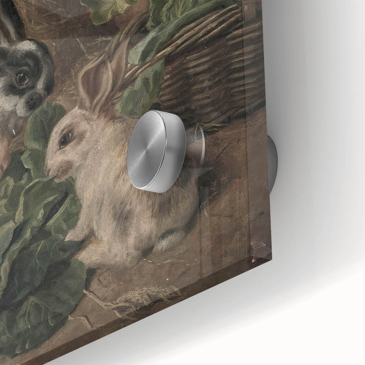 Vintage Animal Art - Rabbits Eating Cabbage Antique Wildlife Print