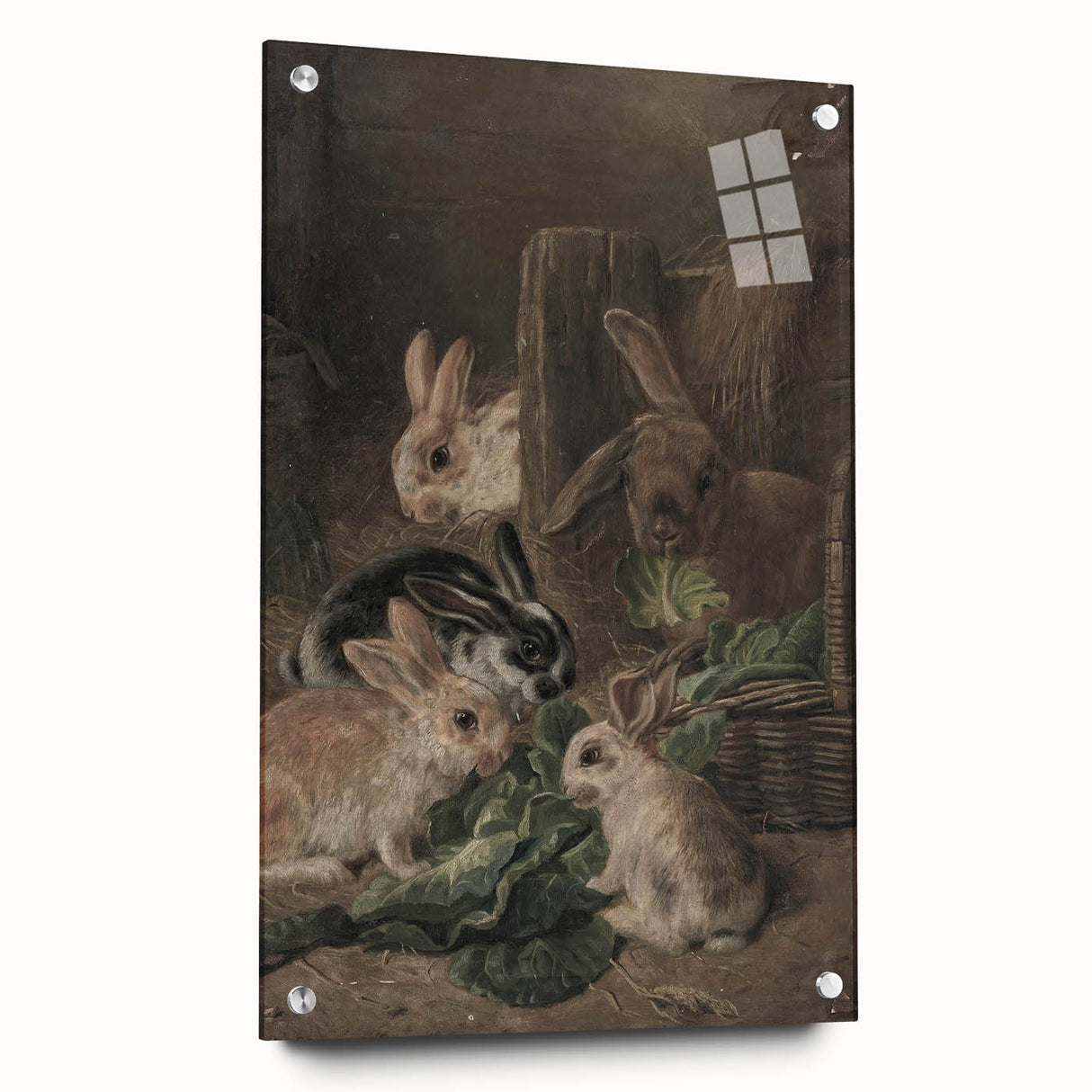 Vintage Animal Art - Rabbits Eating Cabbage Antique Wildlife Print