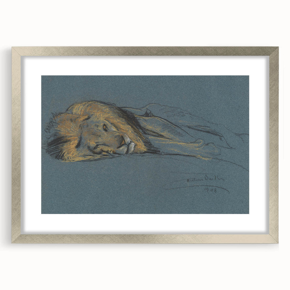 Vintage Animal Art - Resting Lion Antique Wildlife Sketch