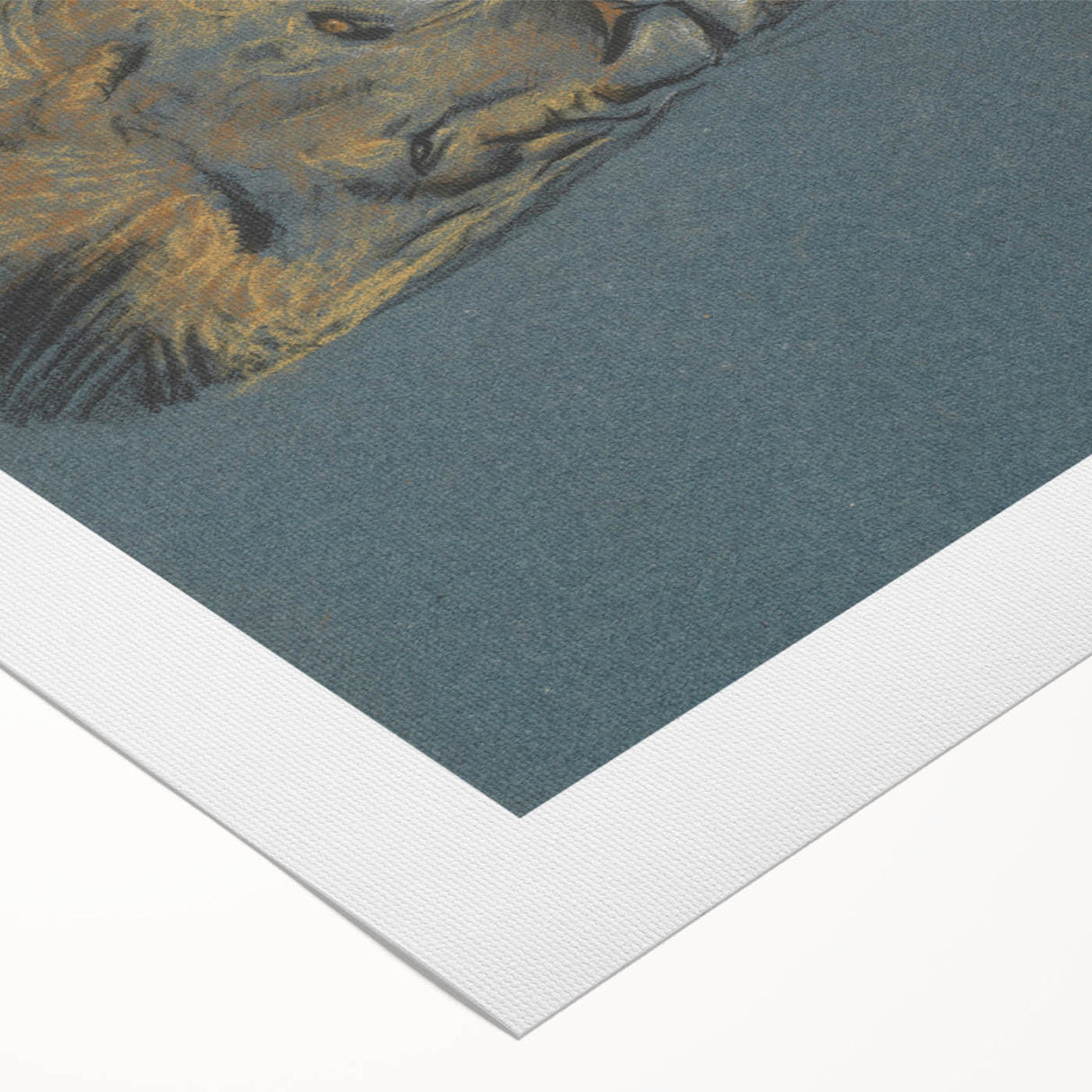 Vintage Animal Art - Resting Lion Antique Wildlife Sketch