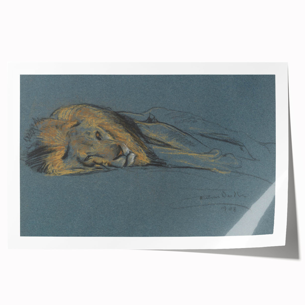 Vintage Animal Art - Resting Lion Antique Wildlife Sketch