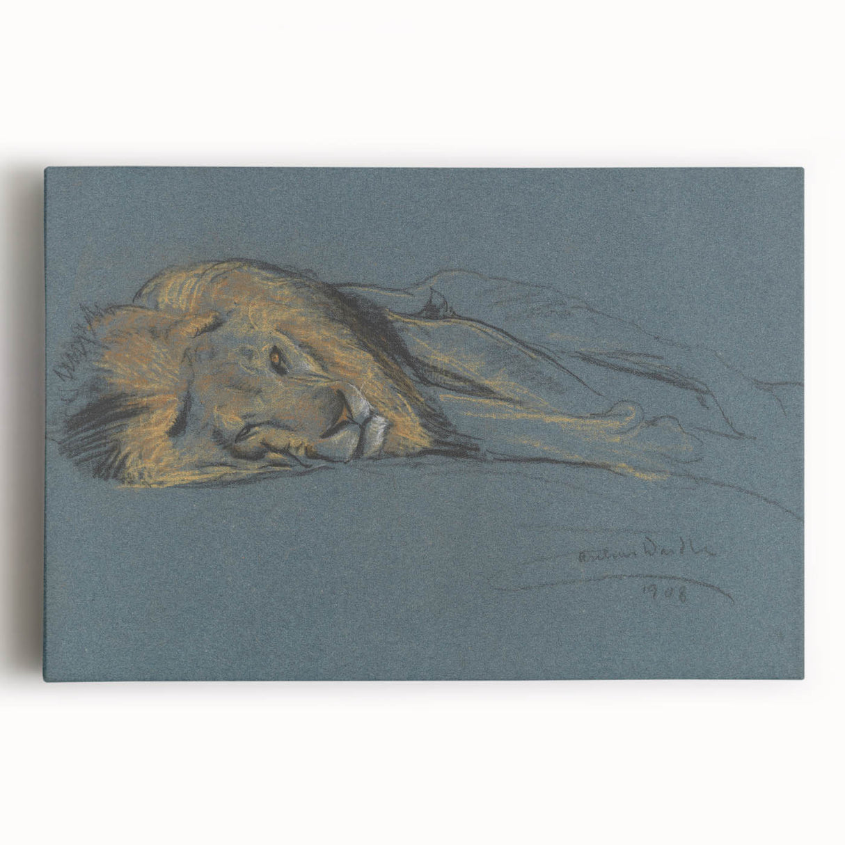 Vintage Animal Art - Resting Lion Antique Wildlife Sketch