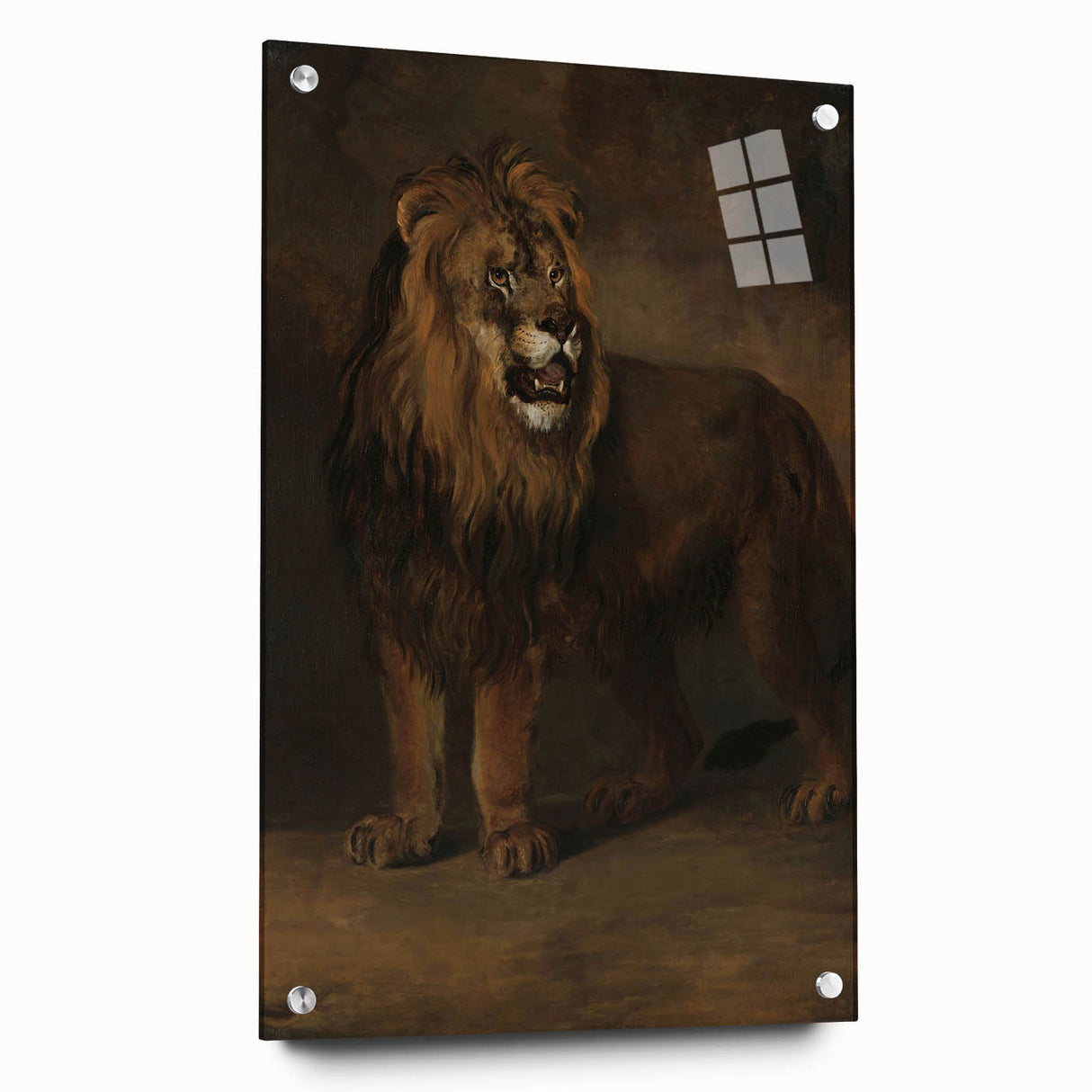 Vintage Animal Art - Fierce Lion Antique Wildlife Print