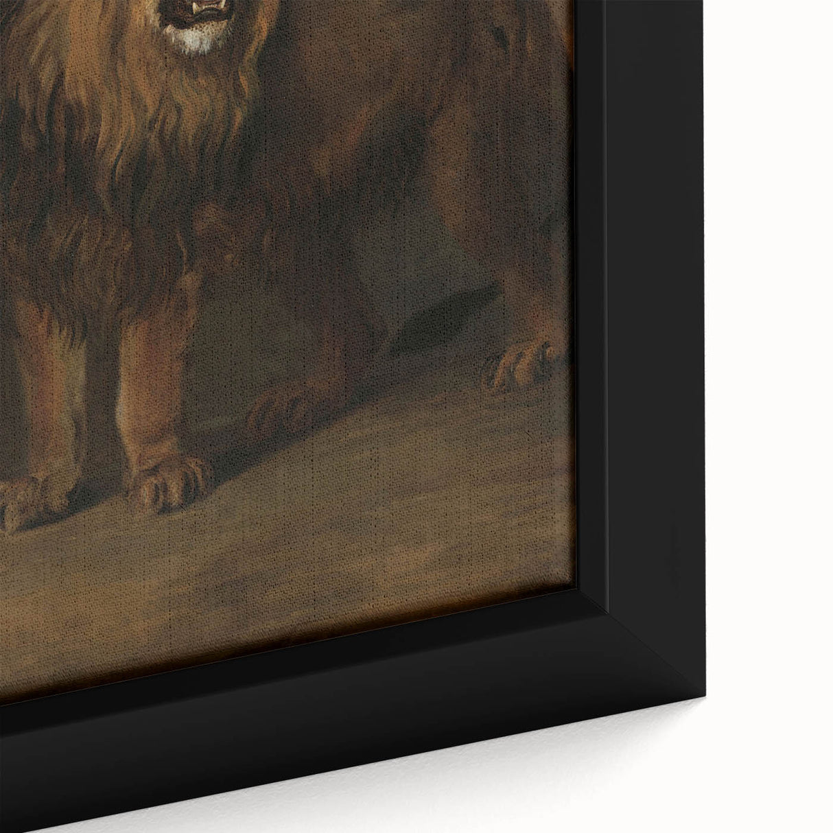 Vintage Animal Art - Fierce Lion Antique Wildlife Print