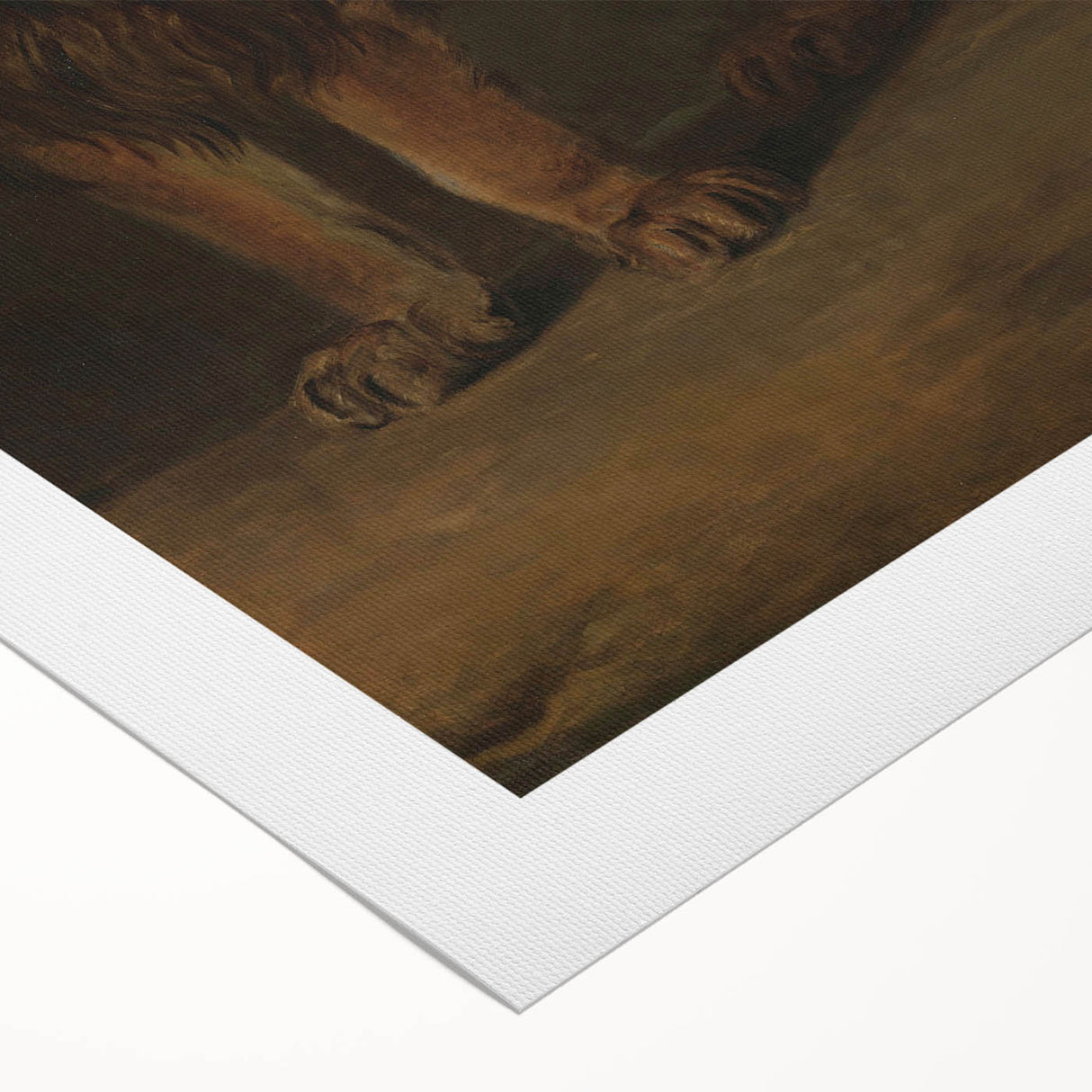 Vintage Animal Art - Fierce Lion Antique Wildlife Print