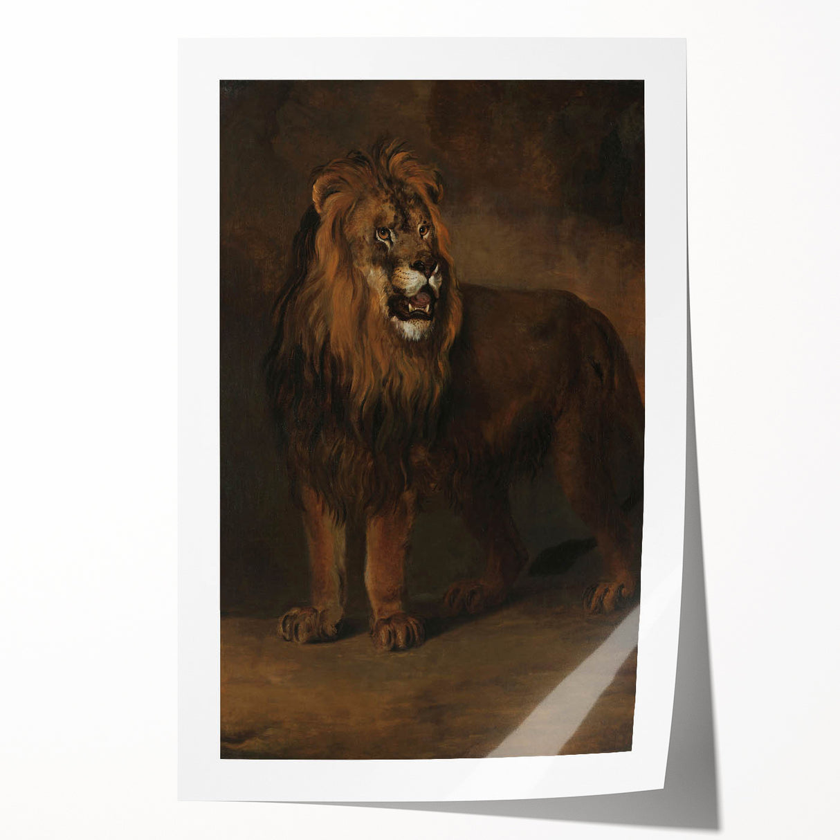 Vintage Animal Art - Fierce Lion Antique Wildlife Print