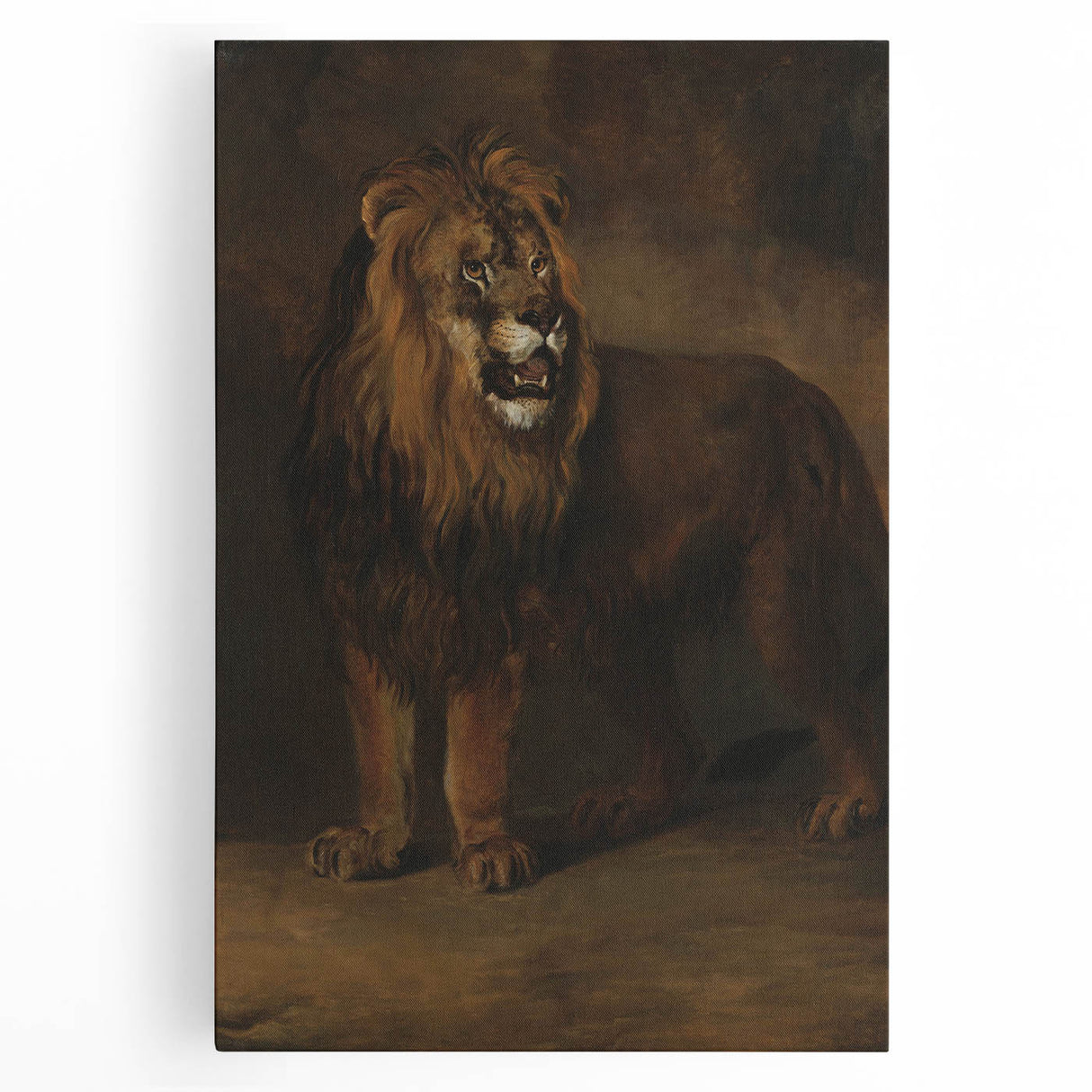 Vintage Animal Art - Fierce Lion Antique Wildlife Print