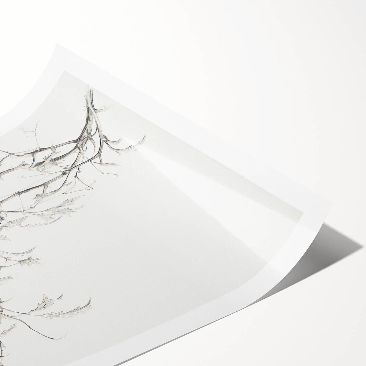 Vintage Botanical Art Prints – Elegant Branch Pencil Drawing