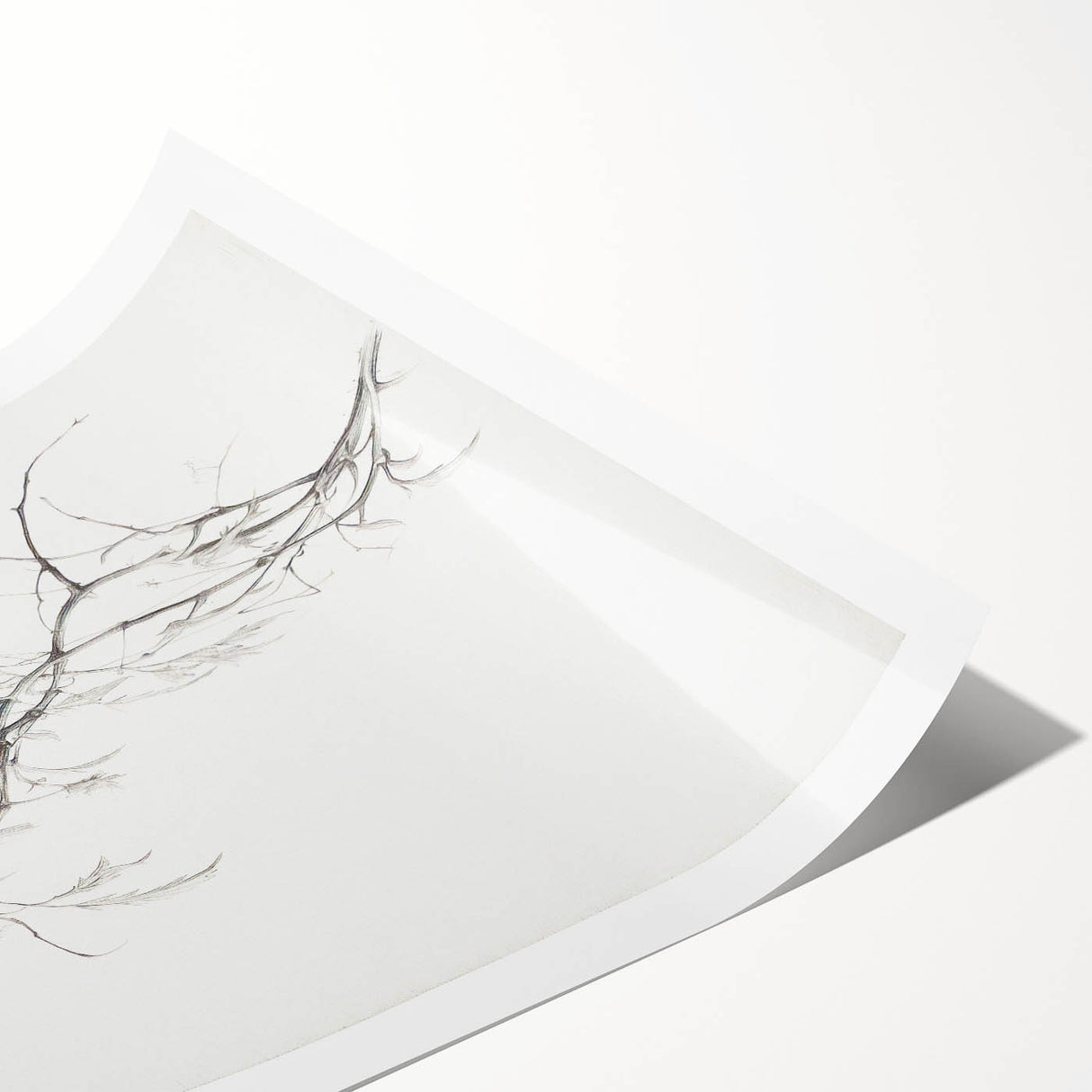 Vintage Botanical Art Prints – Delicate Branch Pencil Drawing