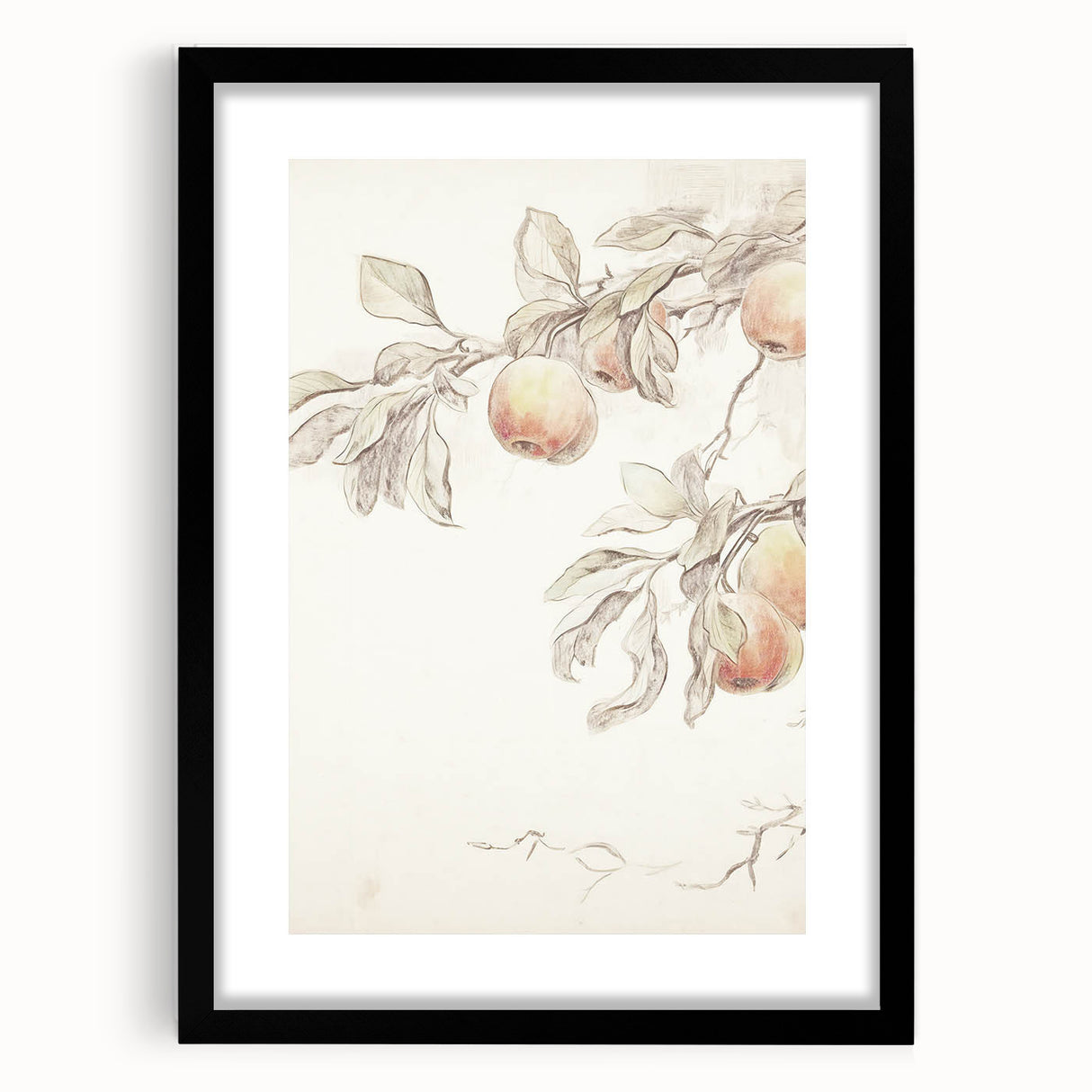 Vintage Botanical Art Prints – Apple Branch Pencil Drawing