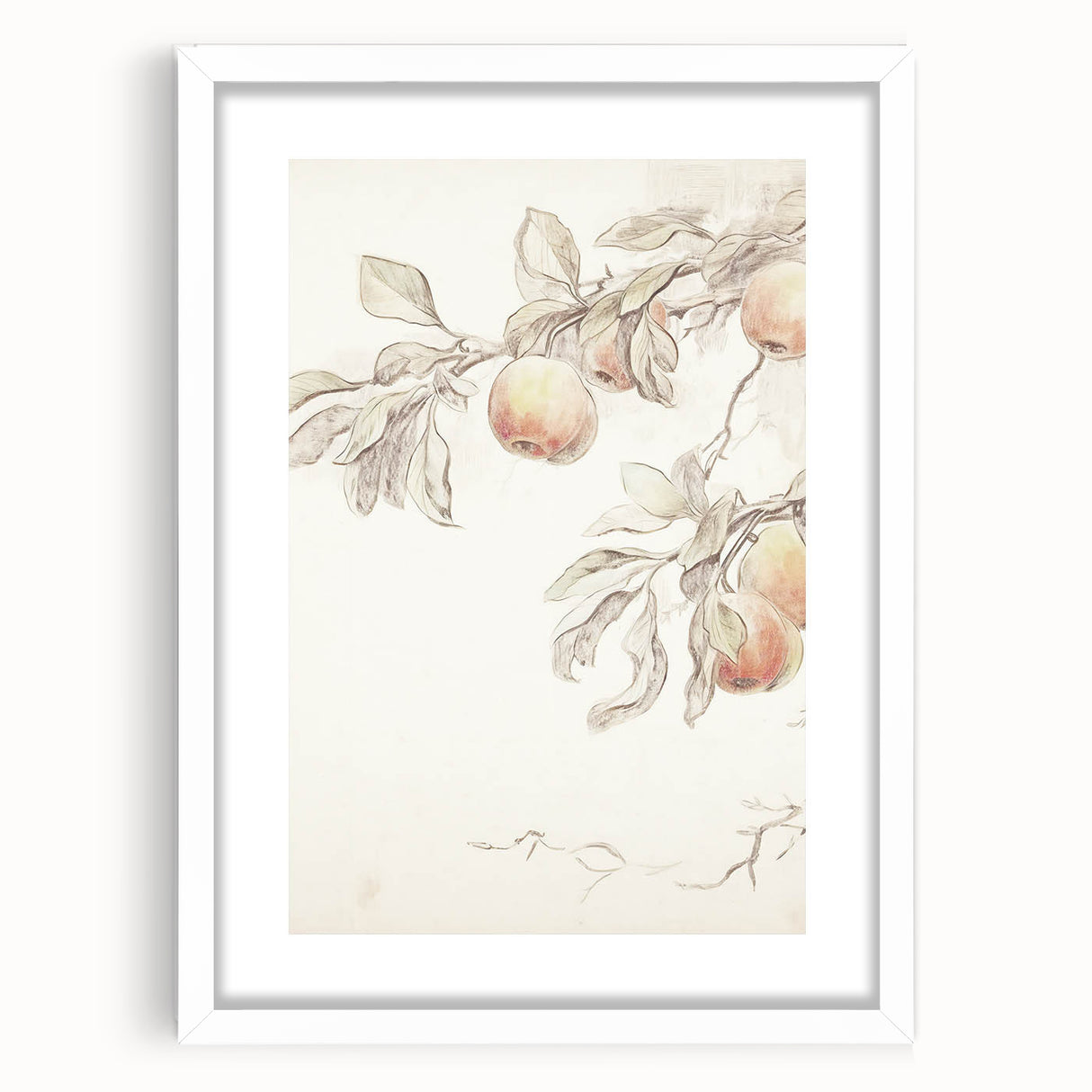 Vintage Botanical Art Prints – Apple Branch Pencil Drawing